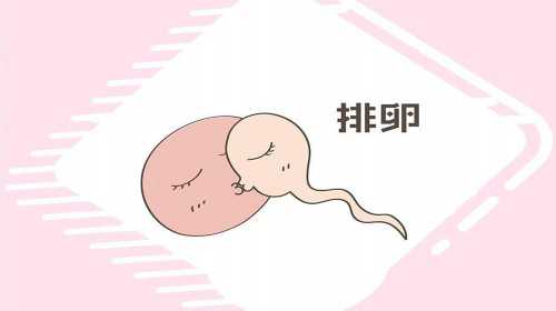 杭州供卵试管婴儿胚胎移植越多越好？